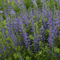 DecadenceĀ® 'Blueberry Sundae' False Indigo