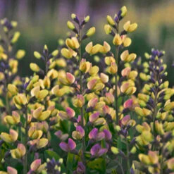 Decadence® 'Pink Lemonade' False Indigo