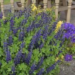 Decadence® 'Sparkling Sapphires' False Indigo