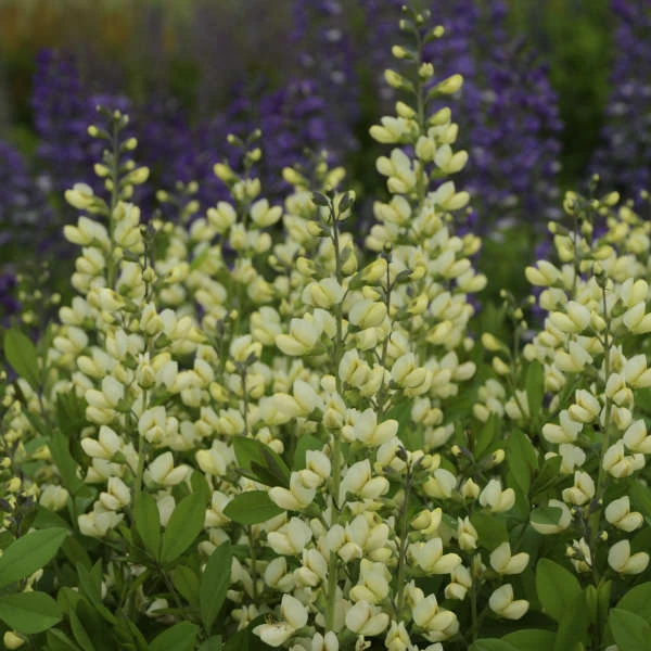 DecadenceĀ® 'Vanilla Cream' False Indigo - Image 2