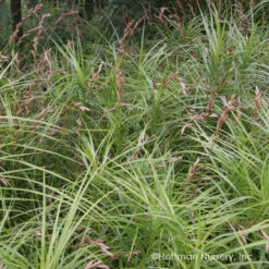 Palm Sedge