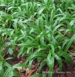 Plantain-Leaf Sedge