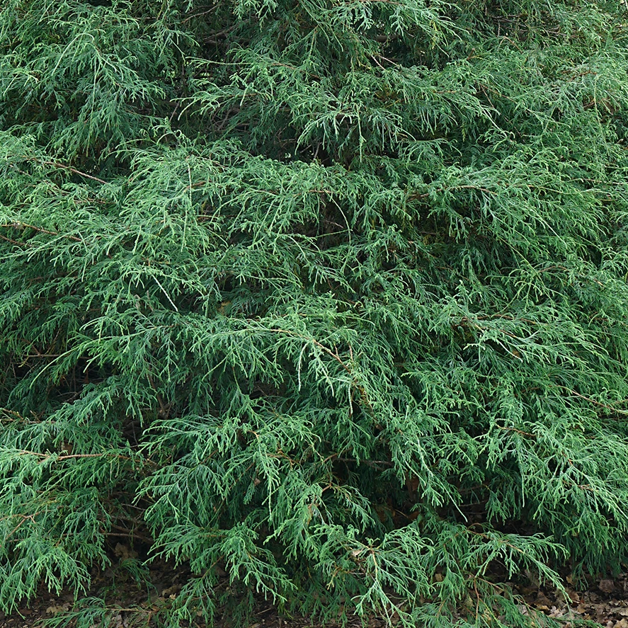 Haywire™ False Cypress - Image 2