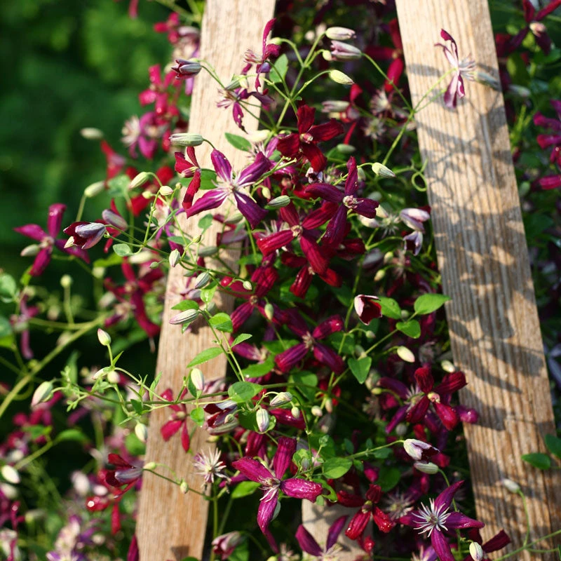 'Sweet Summer Love' Clematis - Image 2