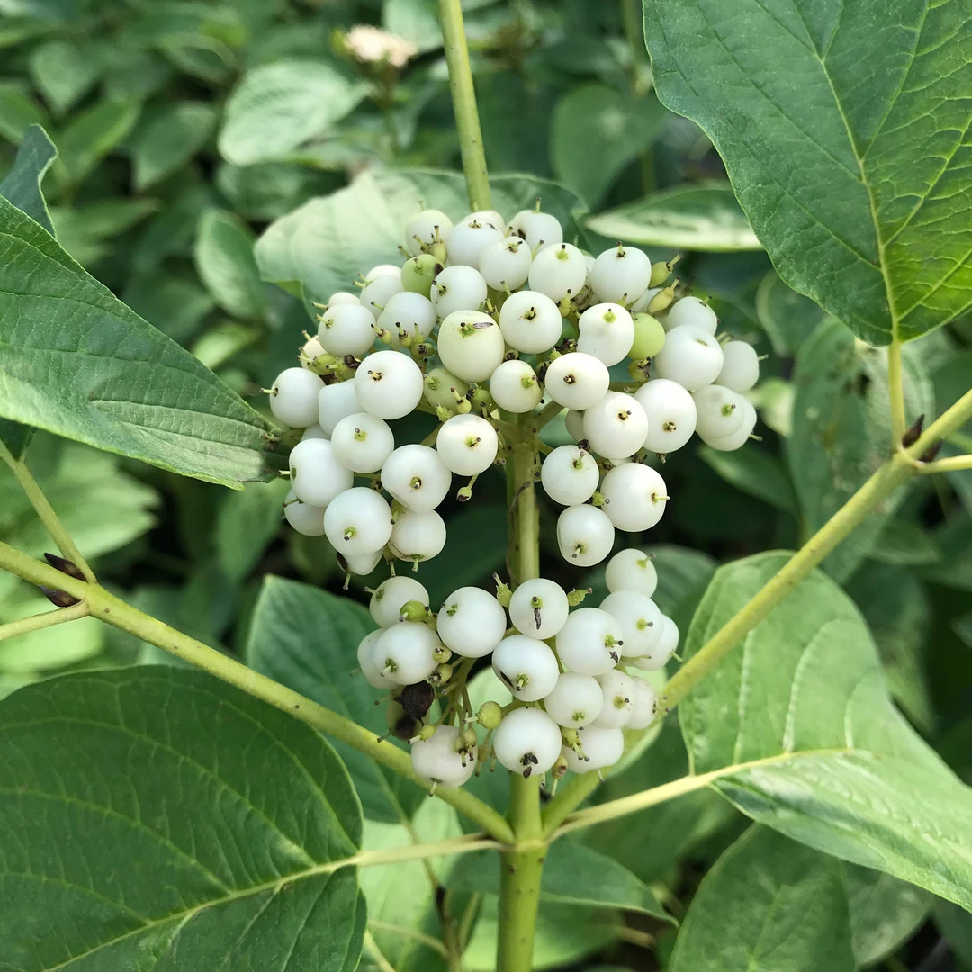 Arctic FireĀ® Yellow Red-Twig Dogwood - Image 5