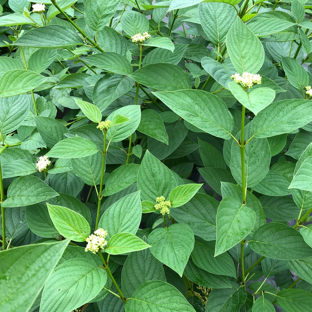Arctic FireĀ® Yellow Red-Twig Dogwood - Image 3
