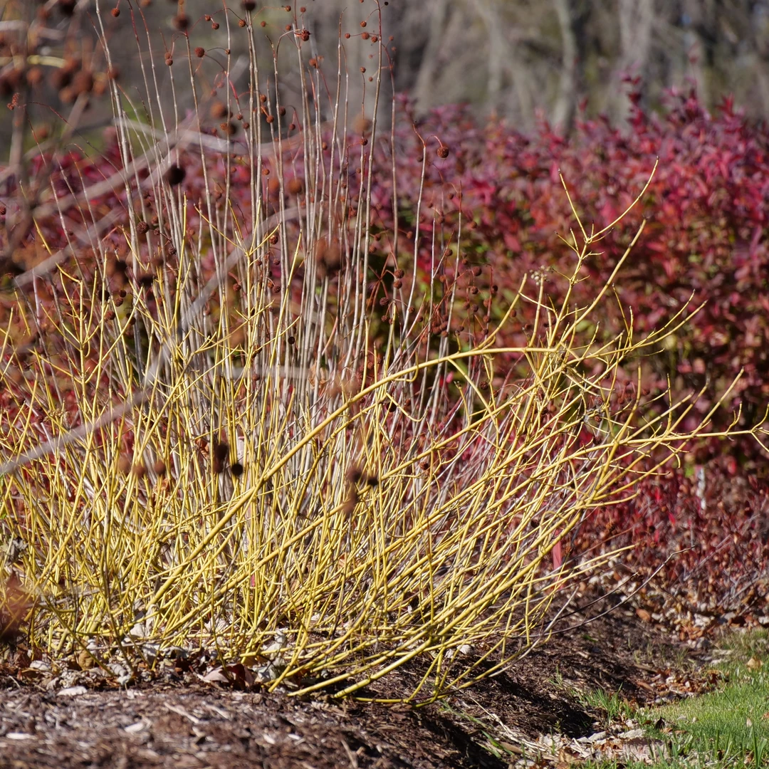 Arctic FireĀ® Yellow Red-Twig Dogwood
