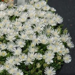 Hot CakesĀ® 'Coconut Crush' Ice Plant