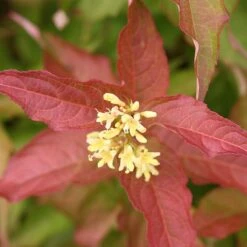 KodiakĀ® Orange Diervilla