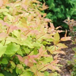 Kodiak Freshâ„¢ Diervilla