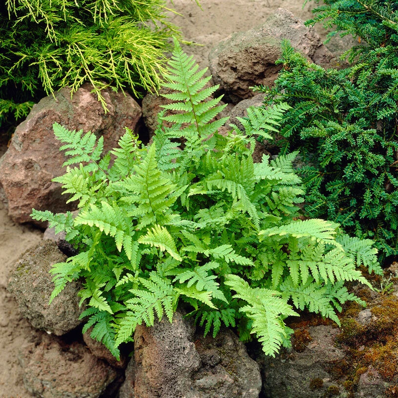 Marginal Wood Fern