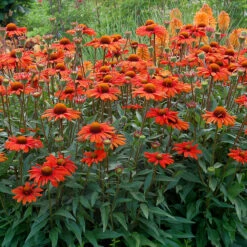 KismetĀ® Intense Orange Coneflower
