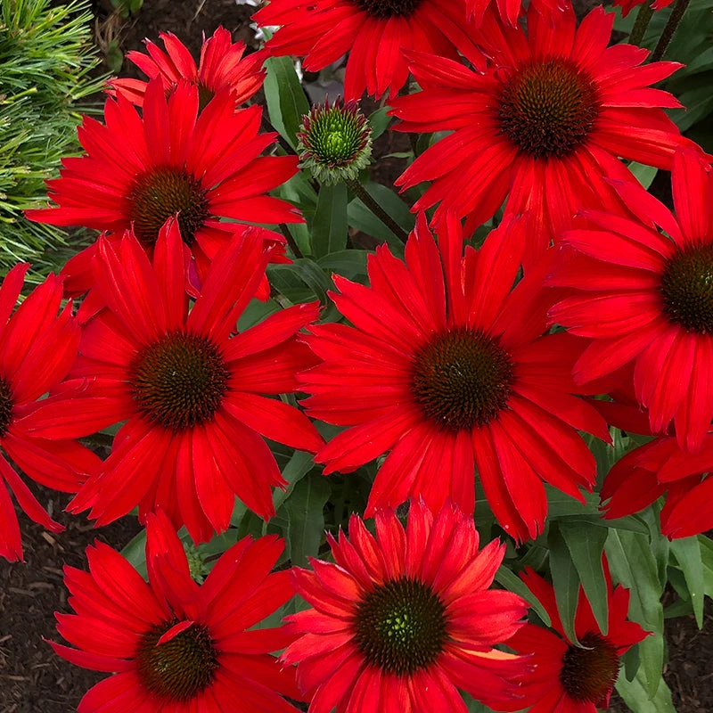 Kismet® Red Coneflower