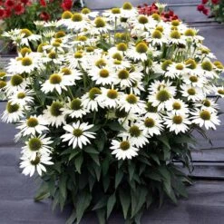 KismetĀ® White Coneflower