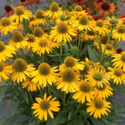 Kismet® Yellow Coneflower