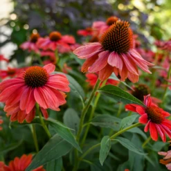 Color Coded™ 'Frankly Scarlet' Coneflower