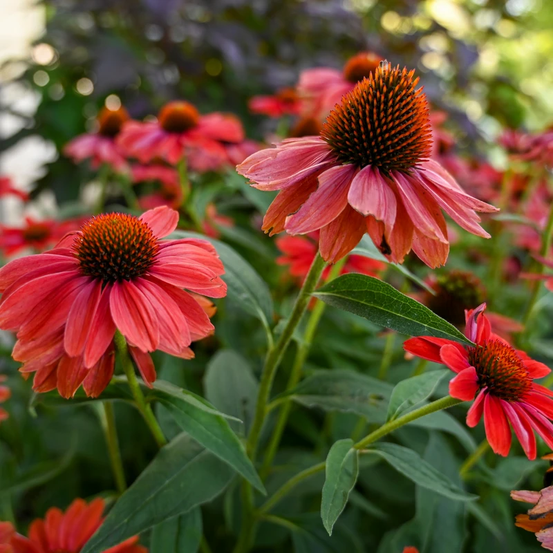 Color Coded⢠'Frankly Scarlet' Coneflower