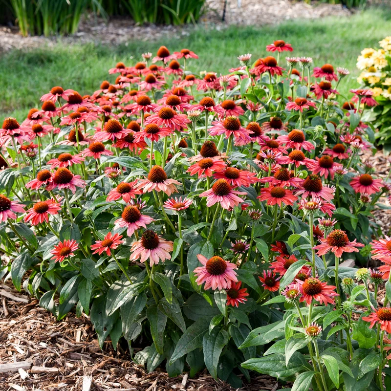 Color Coded⢠'Frankly Scarlet' Coneflower - Image 2