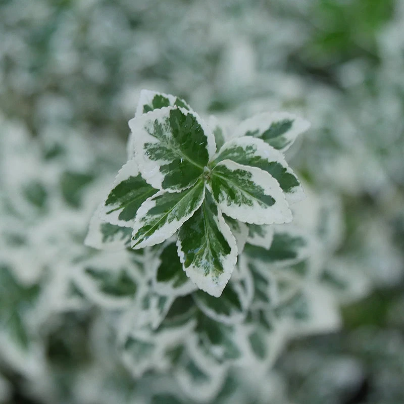 White Album® Wintercreeper - Image 3