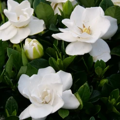 Steady As She Goes™ Gardenia