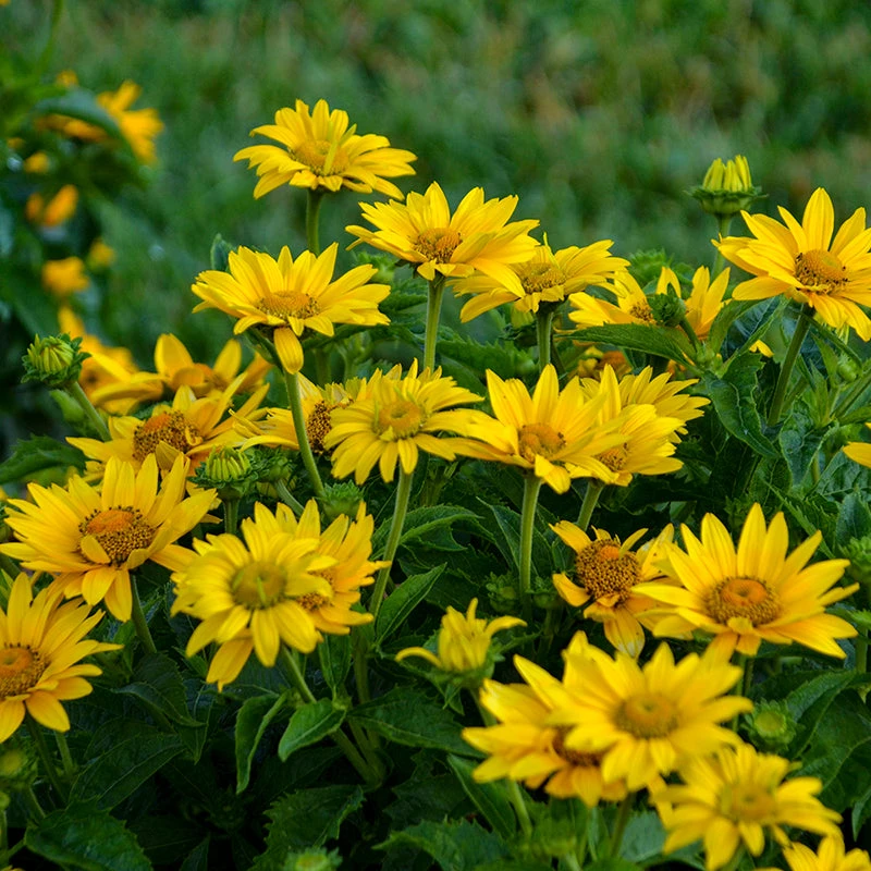 Tuscan Gold™ False Sunflower - Image 4