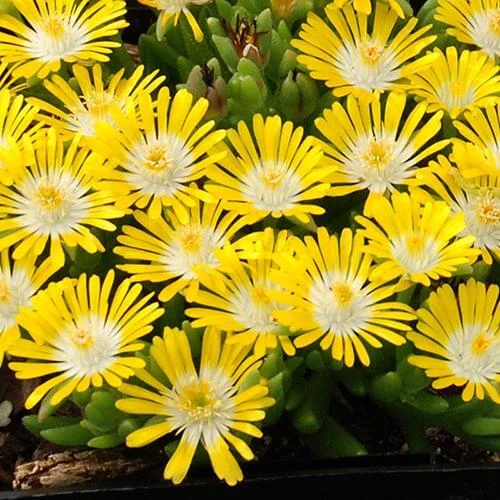 Hot Cakes® 'Banana Blast' Ice Plant - Image 2