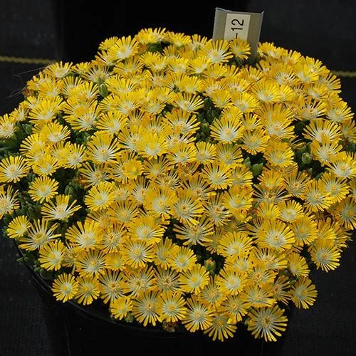 Hot Cakes® 'Banana Blast' Ice Plant - Image 3