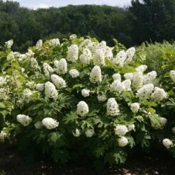 Gatsby GalĀ® Oakleaf Hydrangea