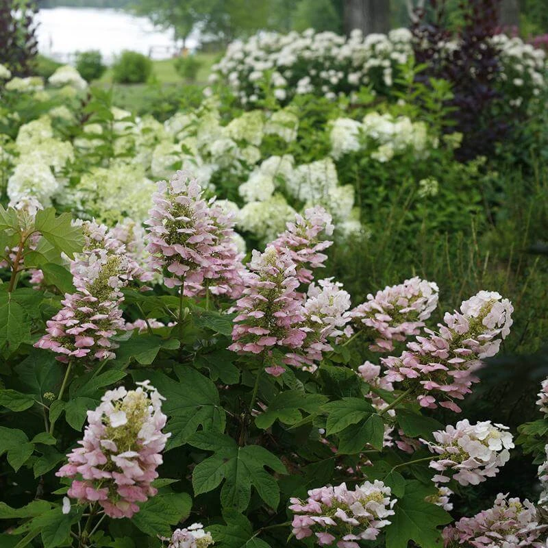 Gatsby Pink® Oakleaf Hydrangea - Image 2