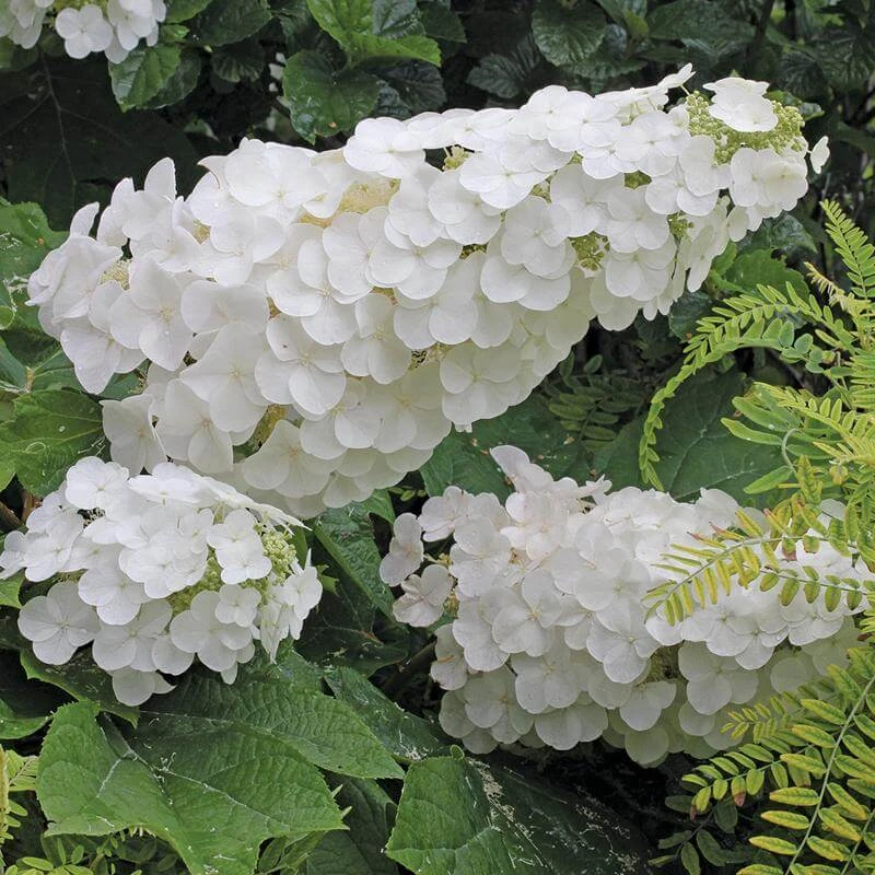 Gatsby Pink® Oakleaf Hydrangea - Image 4