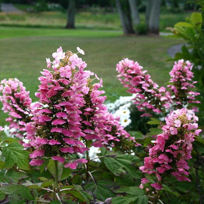 Gatsby Pink® Oakleaf Hydrangea - Image 5