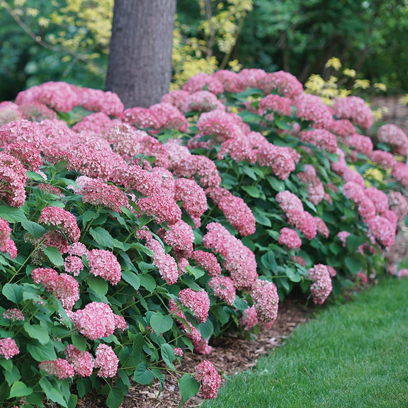 Invincibelle Spirit® II Smooth Hydrangea - Image 3