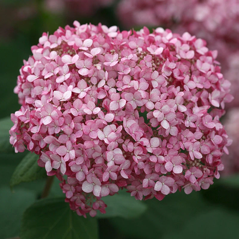Invincibelle Spirit® II Smooth Hydrangea - Image 5