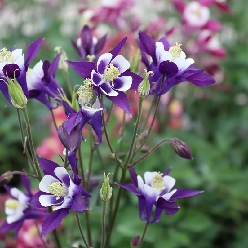 'Biedermeier Mix' Columbine - Image 2
