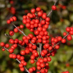 Berry HeavyĀ® Winterberry Holly