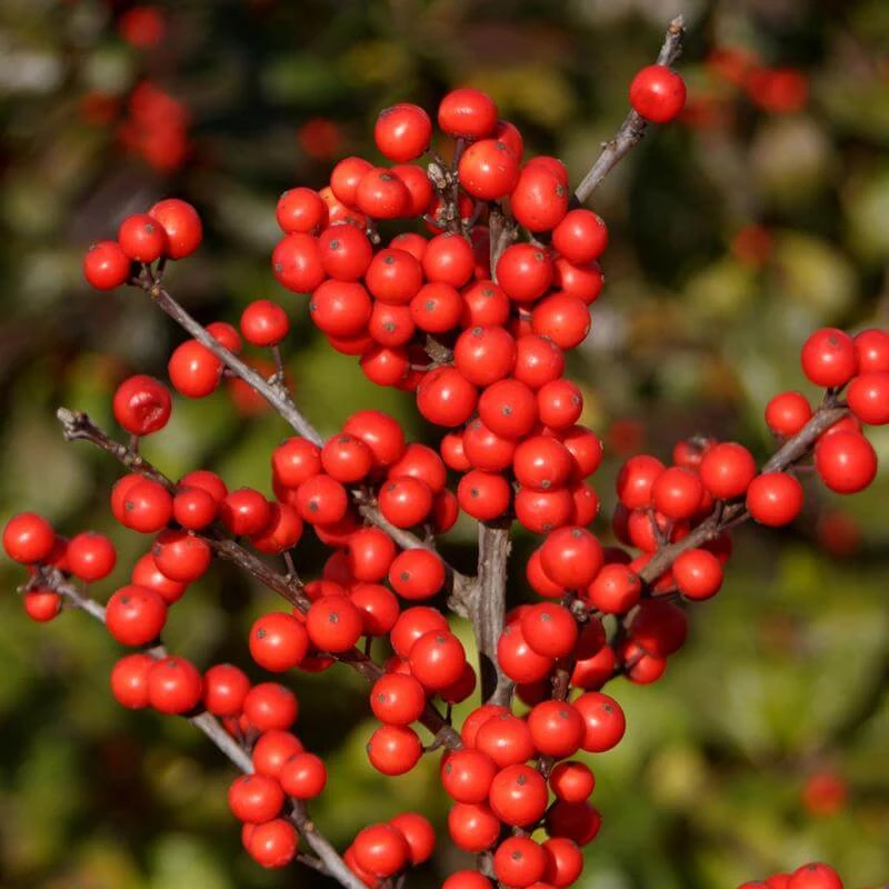 Berry Heavy® Winterberry Holly