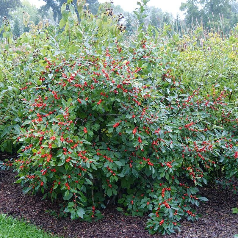 Berry Heavy® Winterberry Holly - Image 3