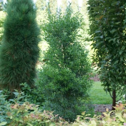 Squeeze Box™ Inkberry Holly