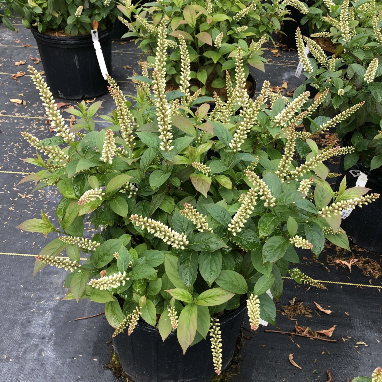 Fizzy Mizzyâ„¢ Sweetspire - Image 2