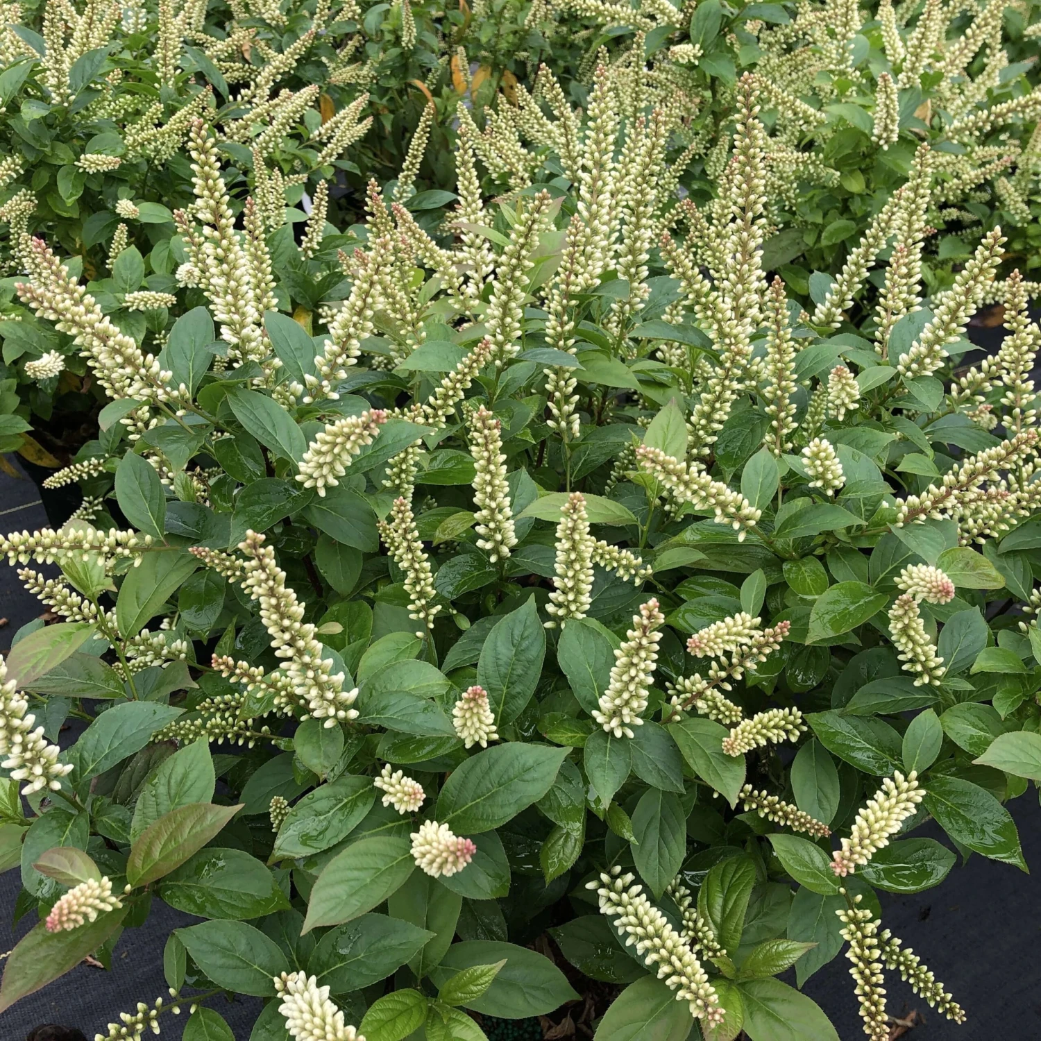 Fizzy Mizzyâ„¢ Sweetspire