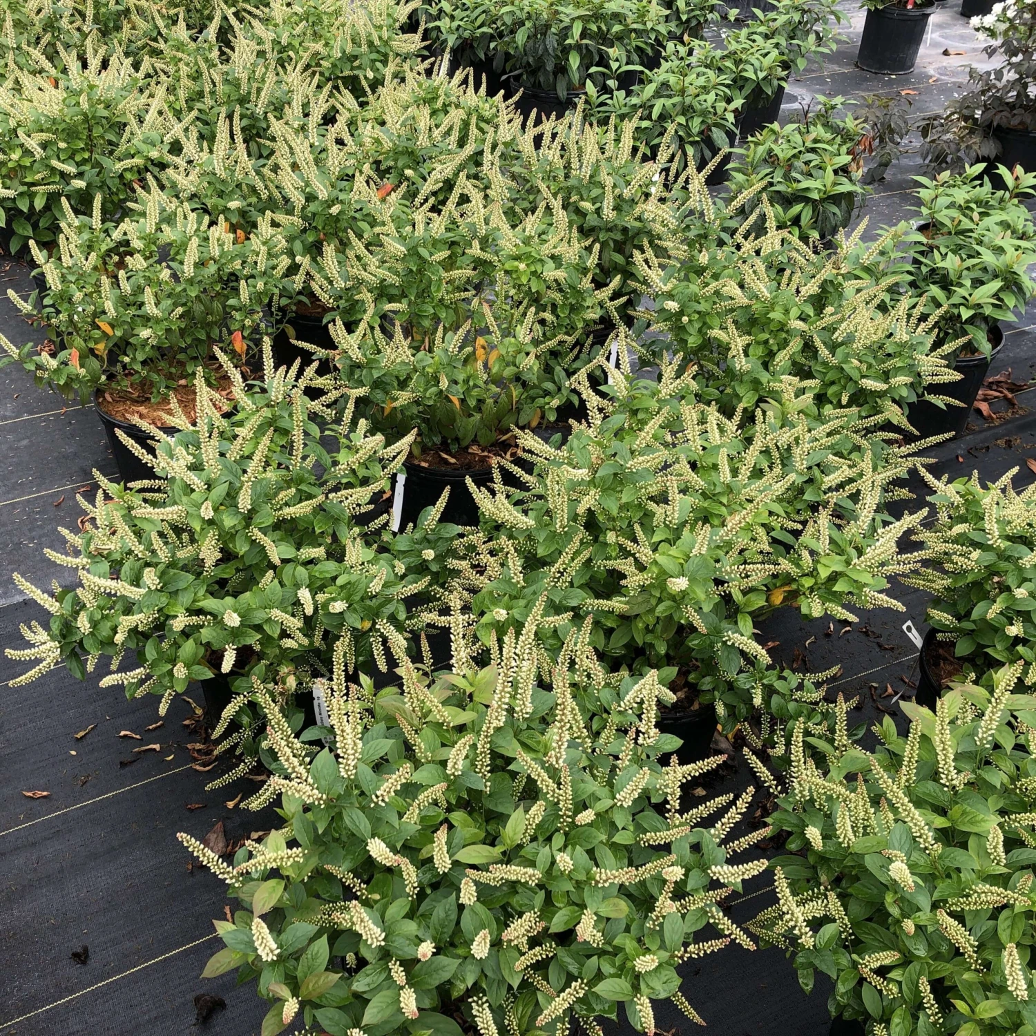 Fizzy Mizzyâ„¢ Sweetspire - Image 3