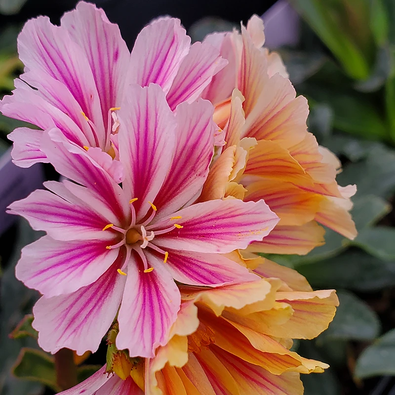 'Little Plum' Lewisia - Image 2