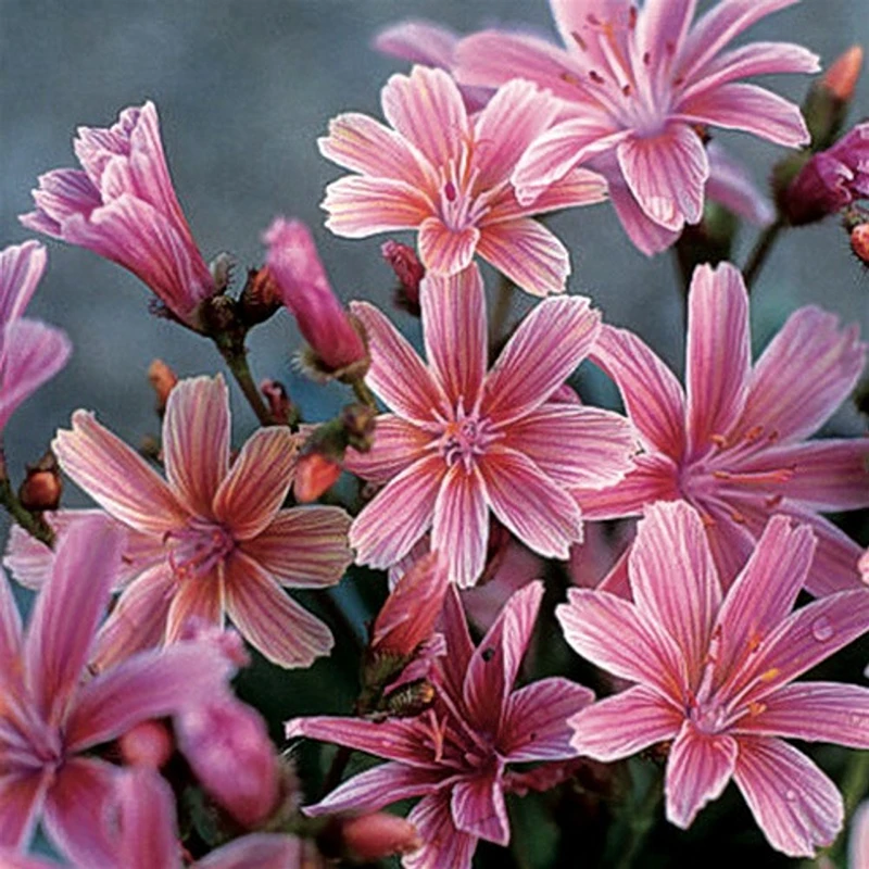 'Little Plum' Lewisia