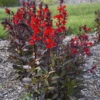 Starship™ Scarlet Bronze Leaf Cardinal Flower