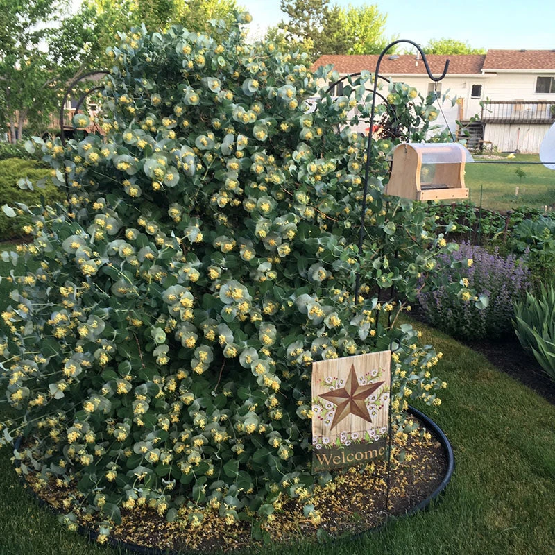 Kintzley's Ghost® Honeysuckle - Image 2