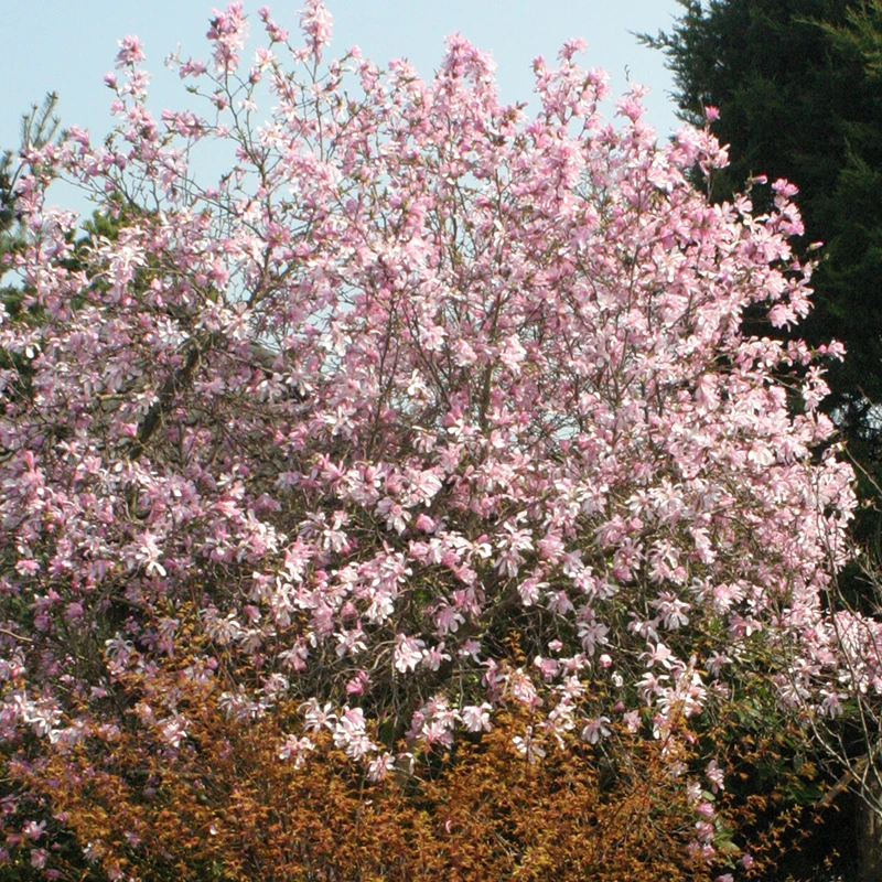 'Leonard Messel' Magnolia - Image 2