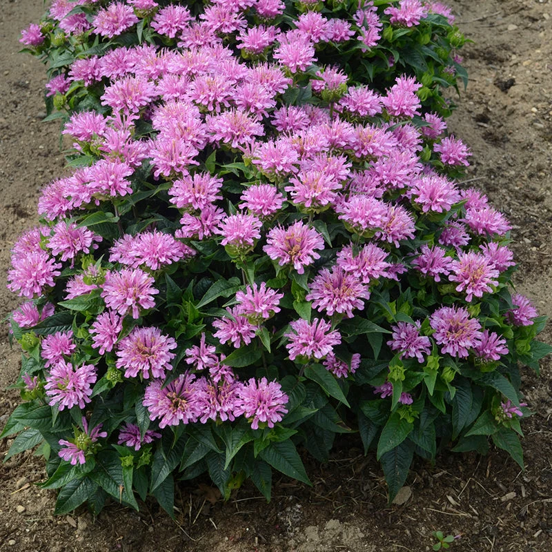'Pardon My Lavender' Bee Balm - Image 3