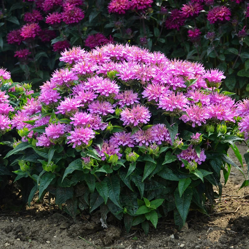 'Pardon My Lavender' Bee Balm - Image 5