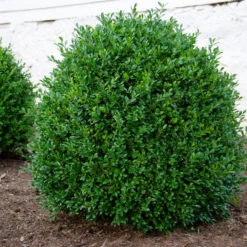 NewGen IndependenceĀ® Boxwood