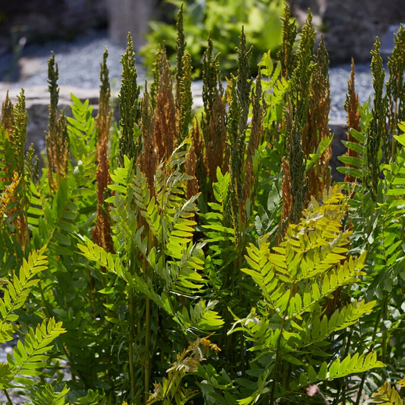 Royal Fern